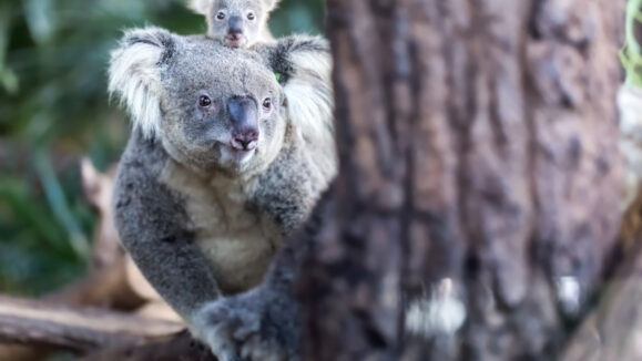 shutterstock_299564540_800