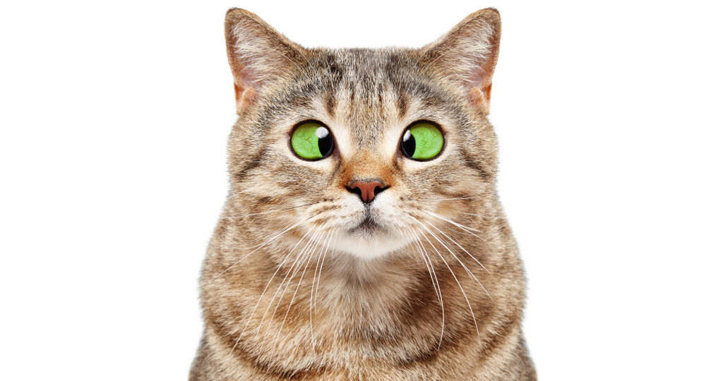 Portrait,Of,A,Funny,Cross eyed,Cat,Scottish,Straight,Isolated,On