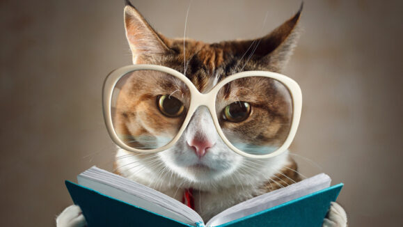Cat,In,Glasses,Holding,A,Turquoise,Book,And,Strictly,Looks