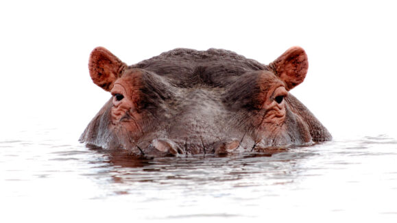 Hippo,Isolated,Lurking,Out,Of,Water,Close