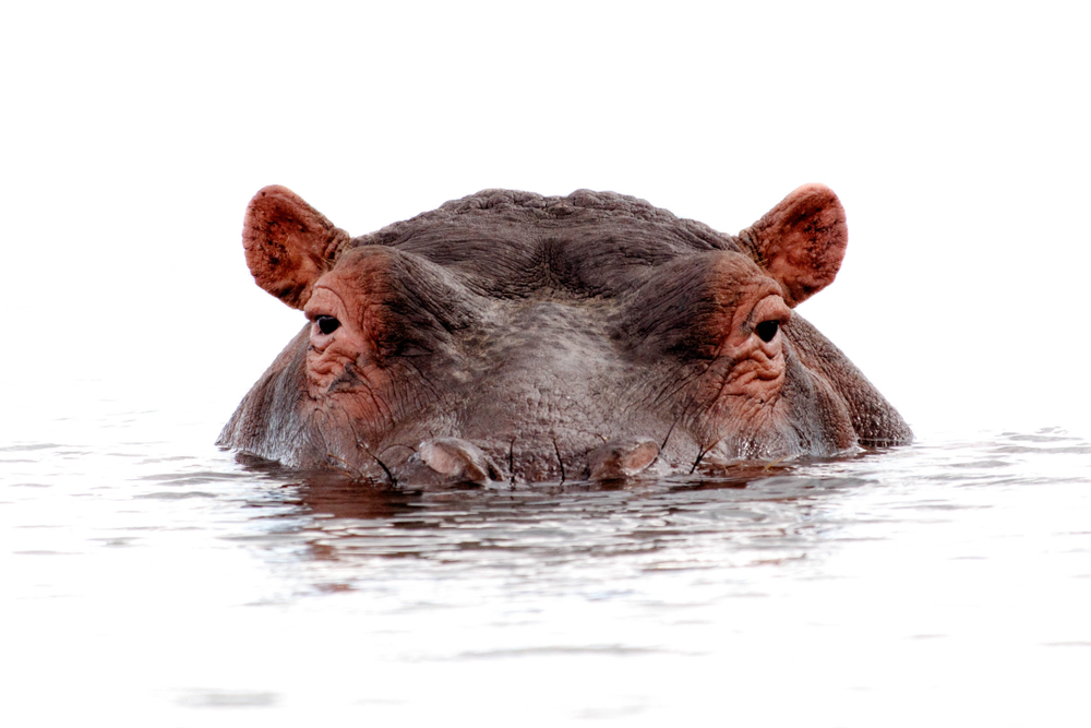 Hippo,Isolated,Lurking,Out,Of,Water,Close