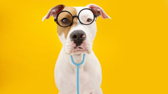 Funny,American,Staffordshire,Dog,Dressed,As,A,Doctor,Celebrating,Carnival,