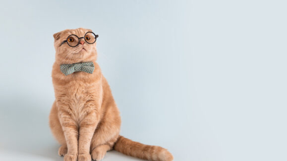 Online,Courses,,Remote,Distant,Education,Banner,Concept.,Funny,Cat,In