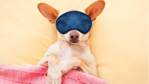 Chihuahua,Dog,With,Headache,And,Hangover,Sleeping,In,Bed,Like